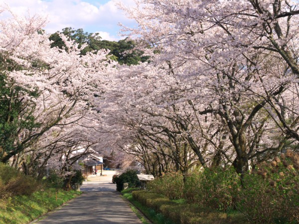 東郷湖周辺の桜